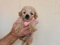 TATLI MINIK KÖPEKLER