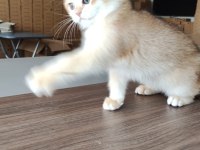 British Shorthair Golden shaded Ny11 Erkek yavru