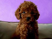Veteriner Kontrollü Kore Kan Poodle