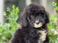 ORJİNAL LABRADOODLE YAVRULARIMIZ