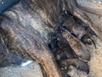 Presa Canario Yavrular Bursa
