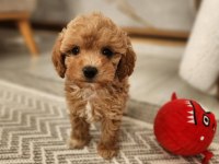 Maltipoo Yavrularımız