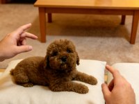 Poodle Bebeklerimiz