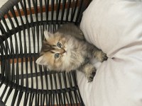 British Longhair Oğlumuza Yuva Arıyoruz