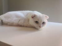 1 Yaşında Scottish Shorthair