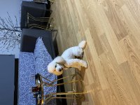 Orjinal toy poodle safkan şecereli