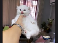 SAFKAN MAVİ GÖZ BRİTİSH YAVRUMUZ