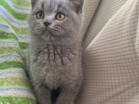 2 aylik dişi british shorthair