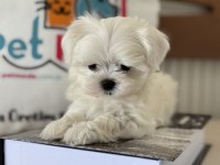Petmode köpek çiftliğinde tea cup kore kan maltese