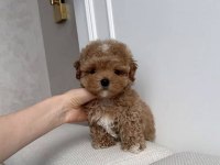 TOY POODLE KÖPEĞİ YAVRULAR