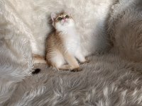 British shorthair golden oğlumuz