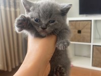 scottish fold yavru