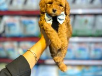 GÜZEL BEBEKLERİM MALTİPOO