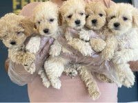 Wc Eğitimli Orjinal Maltipoo Yavrular Ankara Mağaza