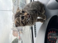 Anne Bengal Baba Scottish fold
