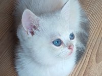 Şafkan British Shorthair