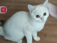 Safkan British Shorthair