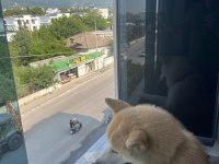 ŞECERELİ AKITA İNU (HACHİKO)