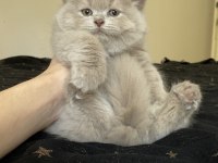Safkan British Longhair Lilac Solid Son Kızımız