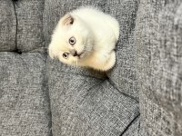 Orjinal ırk scottish fold