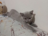 Son yavrumuz sahiplendirilmeye hazır kedim