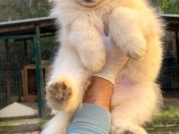 KIF/FCI ŞECERELİ MÜKEMMEL KALİTE SAMOYED YAVRULAR
