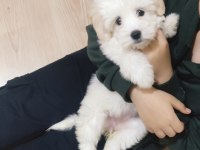 3 aylık dişi maltese