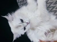 3 yaşında safkan dişi British Longhair