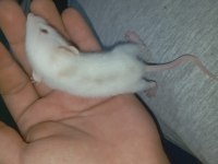 Dumbo Rat Yavrular