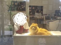 5 aylık erkek pomeranian