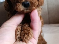 Safkan Toy Poodle bebekler ev üretimi Çorlu
