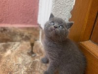 British shorthair 1 dişi ve 1 erkek