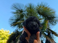 Toy Poodle Siyah İnci