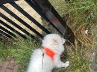 Pomeranian Oğluma Yuva Arıyorum