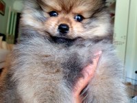 Ucuz pomeranian çip aşı tuvalet var
