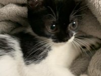 ÇEKMEKÖY 1.5 AYLIK TEKİR KEDİM