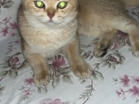 BRİTİSH SHORTHAİR GOLDEN