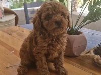 Ev Ortamından Kore Kan Toy Poodle Yavrusu