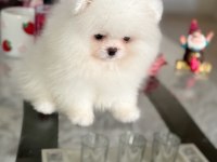 Teacup ayıcık pomeranian