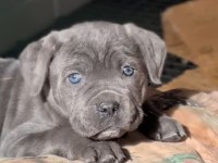 Blue cane corso yavrusu
