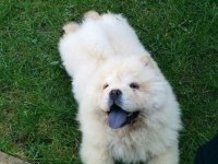 IRK VE SAĞLIK GARANTİLİ CHOW CHOW
