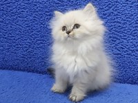 Long Hair Mavi Boncuk Silver Yavrumuz Teslime Hazırdır
