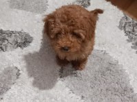 Yavru Toy poodle 0 numara