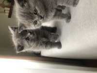 Sakarya british kedilerimiz yuvalarını arıyor