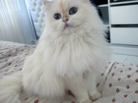 Golden point british longhair