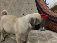 Pug Mops 55 - 65 günlük Erkek - Dişi Yavrular