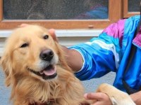 Golden Erkek Retriever