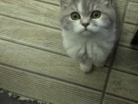 2.5 aylık dişi british shorthair bicolor