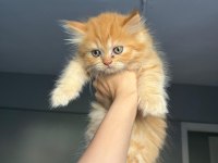 Chinchilla kedimizi sahiplendirme