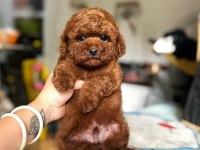 EN SEVİMLİ TOY POODLE YAVRULARI